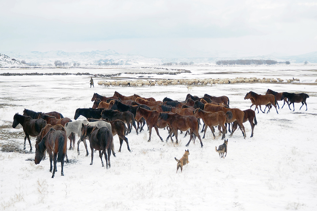 Wild And Free Horses Of Cappadocia: Yilki Horses