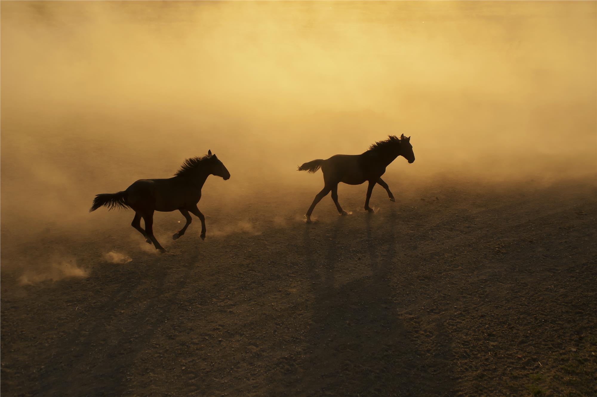 Equine Photography Workshops and Classes