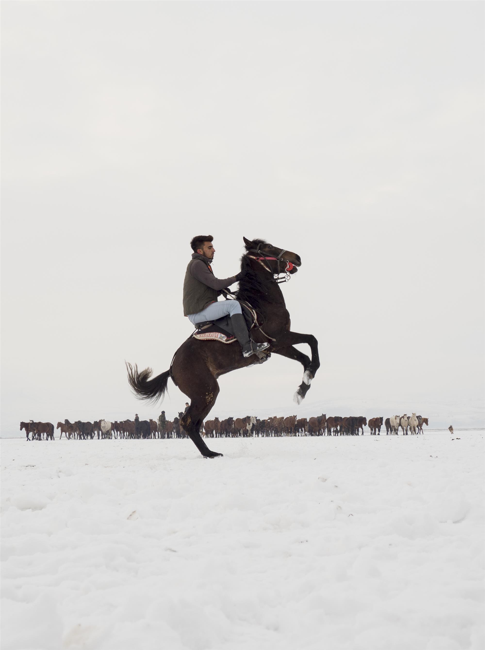 Nuri Çorbacıoğlu: Equine Photographer