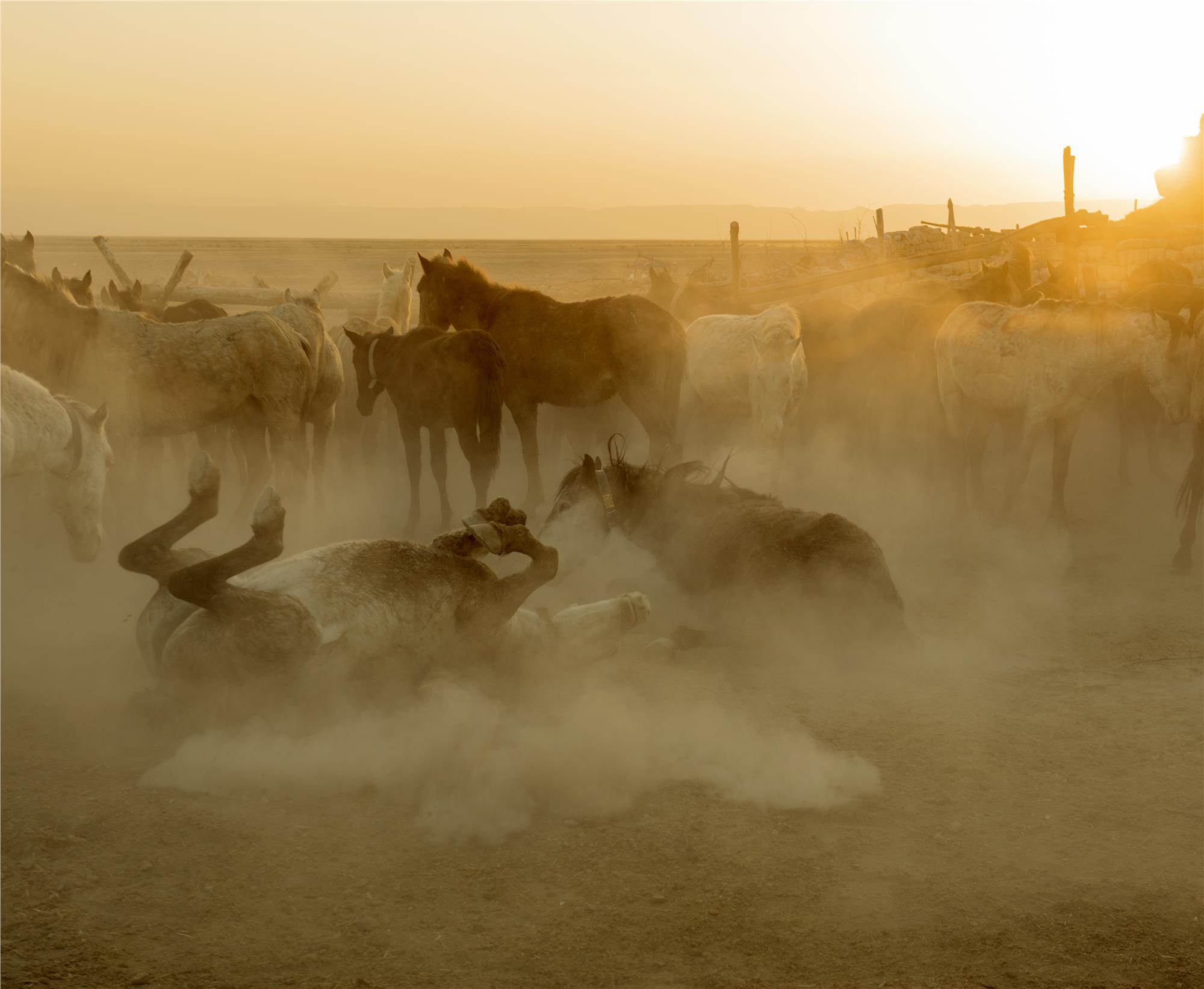 Wild and Free Horses of Cappadocia: Yilki Horses