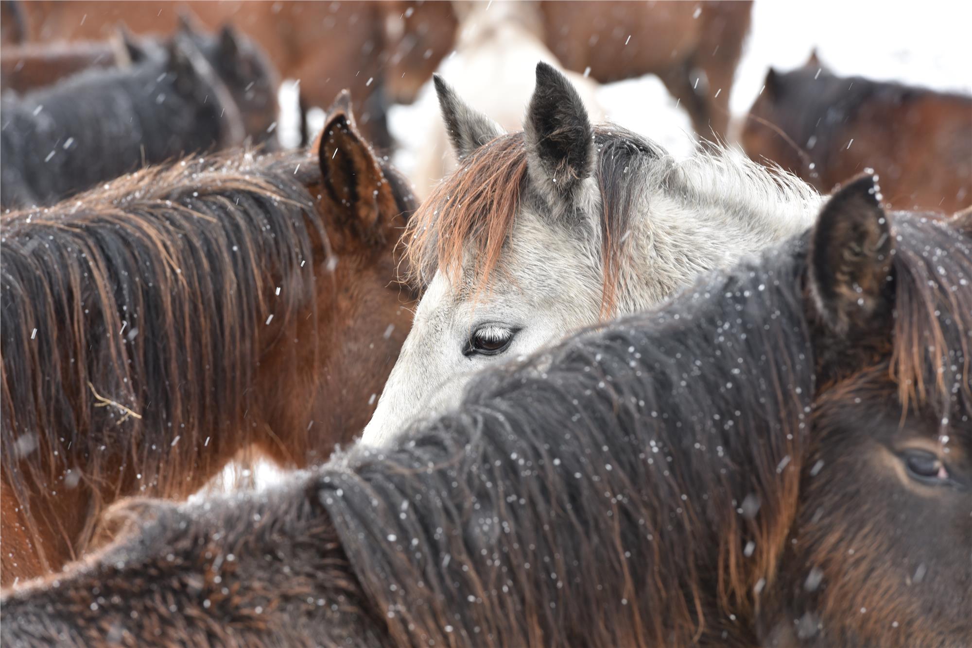 Wild and Free Horses of Cappadocia: Yilki Horses