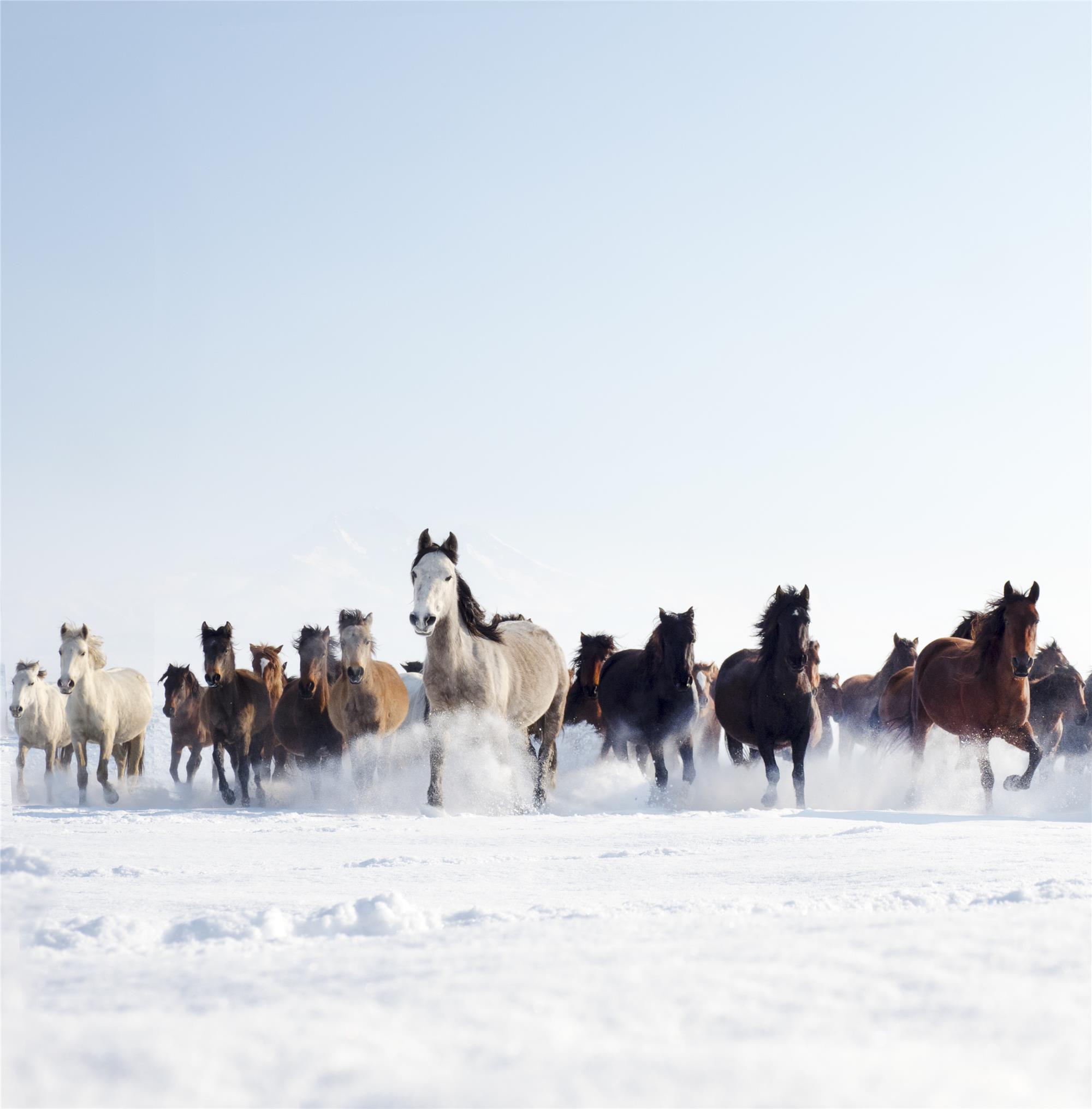 Wild and Free Horses of Cappadocia: Yilki Horses