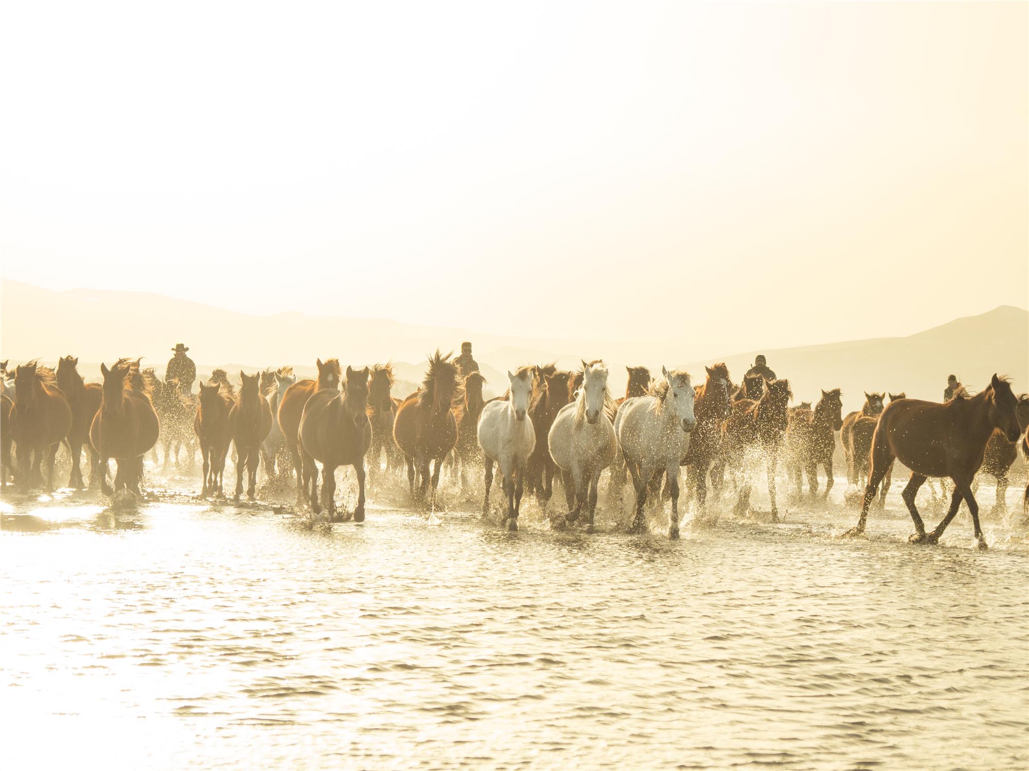 Wild and Free Horses of Cappadocia: Yilki Horses