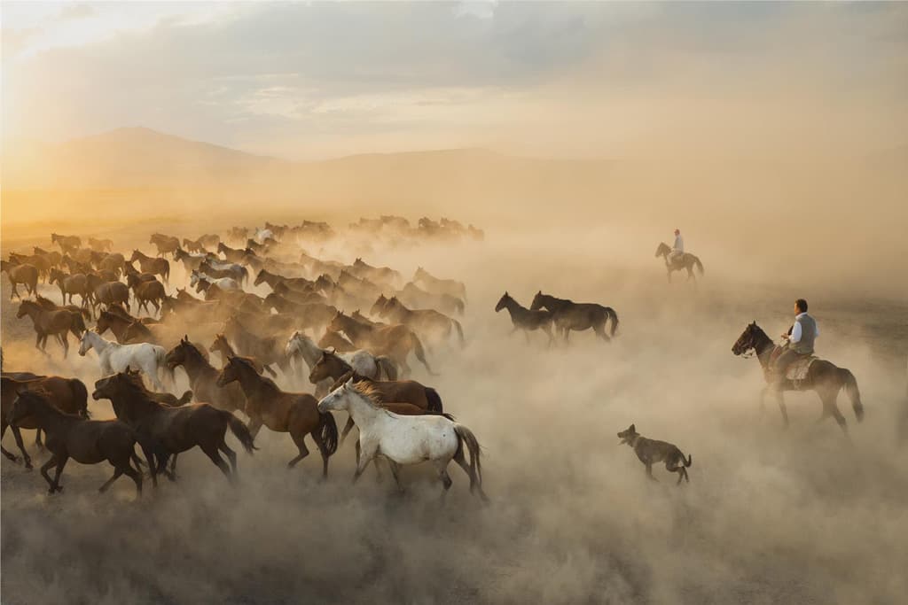 Horses running in the dust, during summer time.