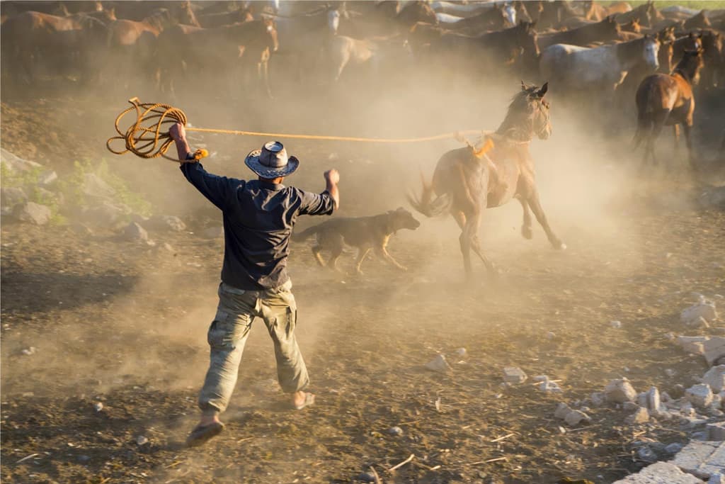 A horsemen catching a wild horse from the herd.