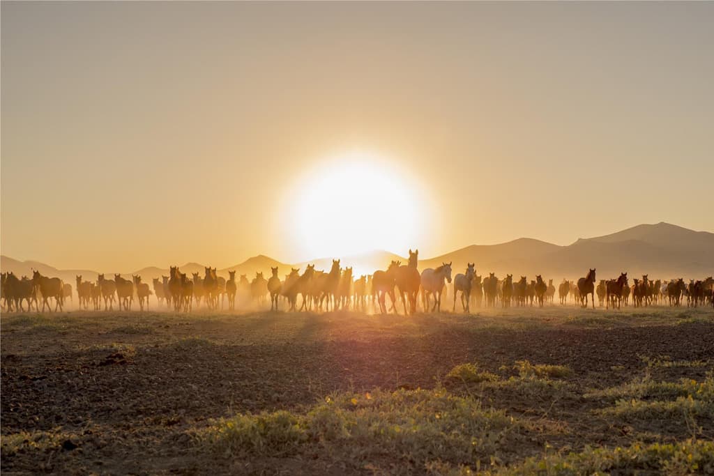 A sunset with hundreds of wild horses in Cappadocia. 