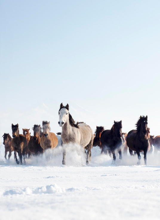 Cappadocia Equine Photography Tour