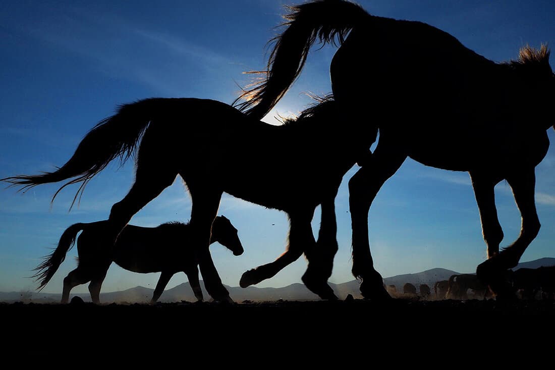 Wild And Free Horses Of Cappadocia: Yilki Horses