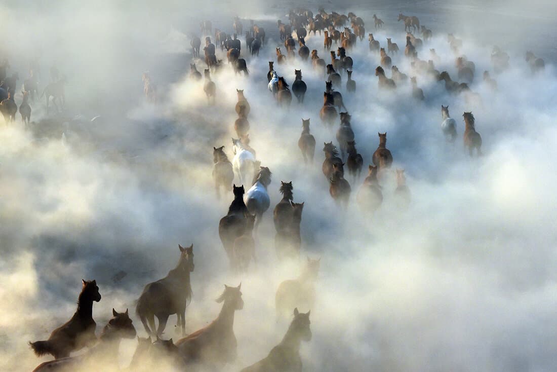 Wild And Free Horses Of Cappadocia: Yilki Horses