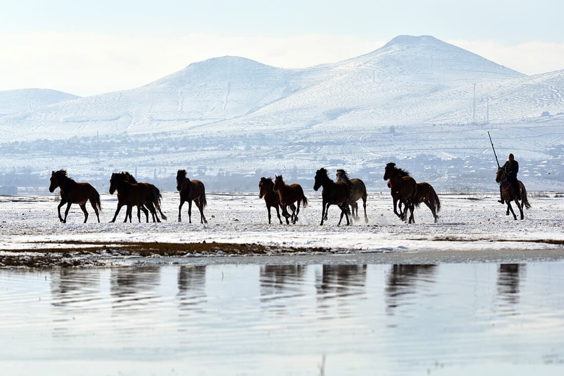 Wild And Free Horses Of Cappadocia: Yilki Horses