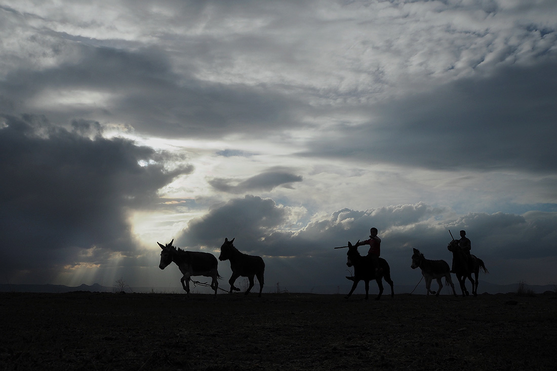 Wild And Free Horses Of Cappadocia: Yilki Horses