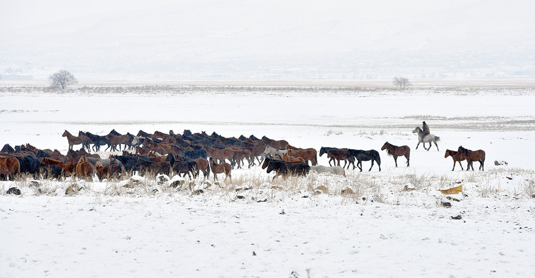 Wild And Free Horses Of Cappadocia: Yilki Horses