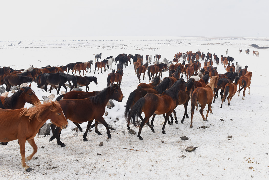 Wild And Free Horses Of Cappadocia: Yilki Horses