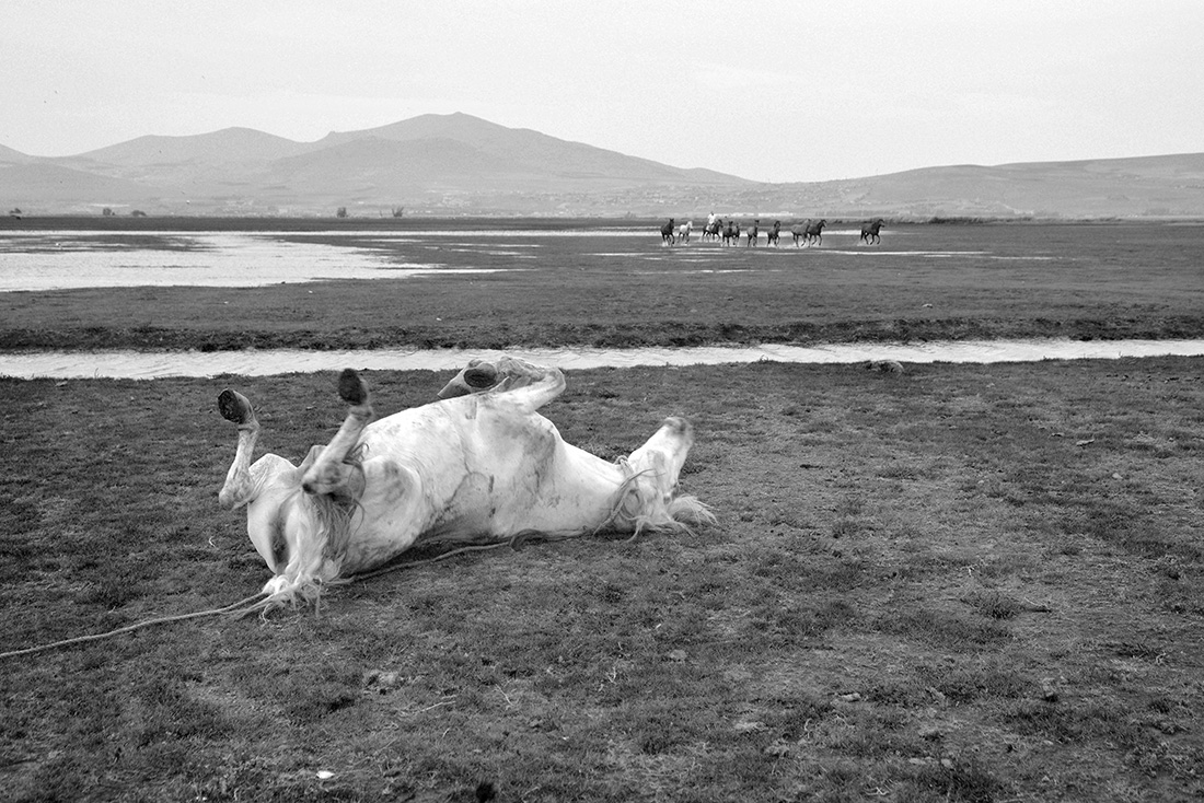 Wild And Free Horses Of Cappadocia: Yilki Horses